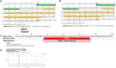 Heterologous expression of the insect SVWC peptide WHIS1 inhibits Candida albicans invasion into A549 and HeLa epithelial cells